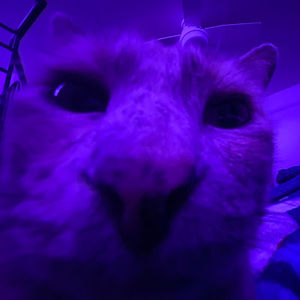 Meet your Posher, Halley